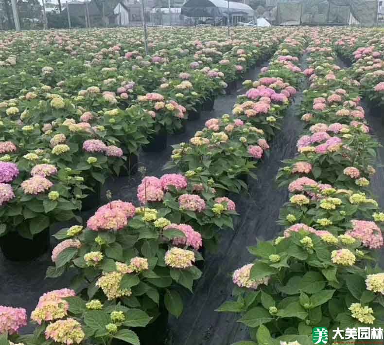 紫阳花