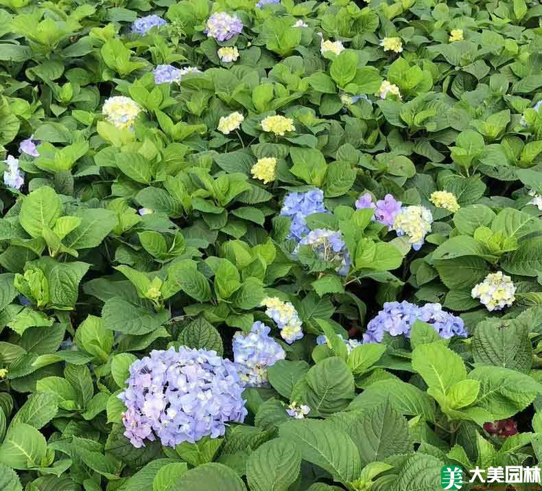 紫阳花」最新紫阳花_价格_产地报价表_图片-湖南长沙大美园林苗木基地