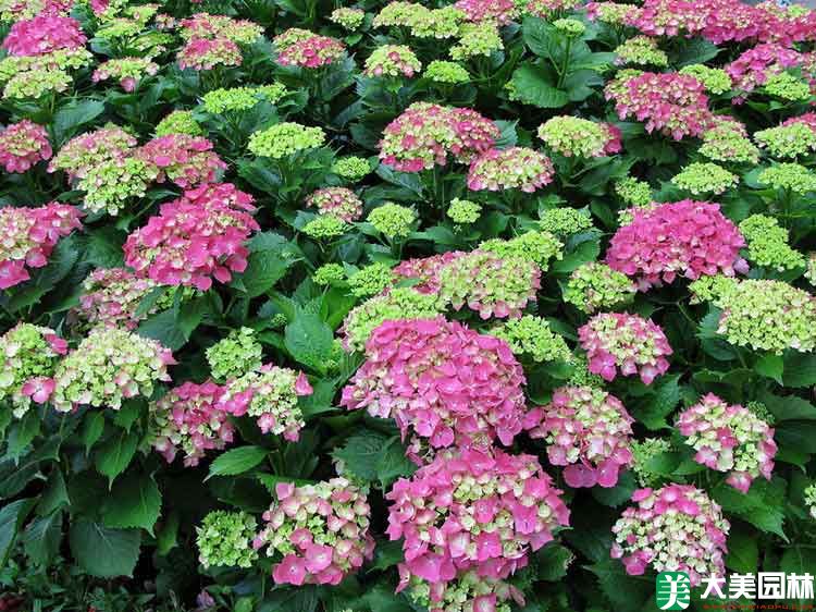 紫阳花
