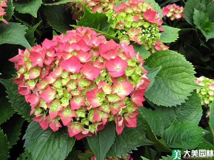 紫阳花