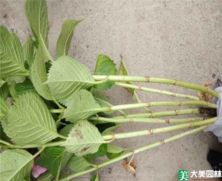紫阳花