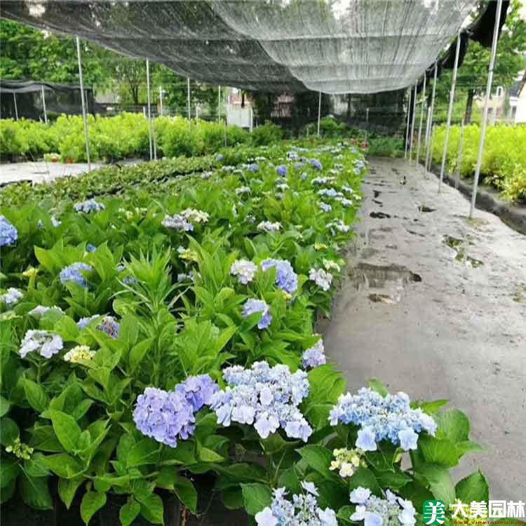 紫阳花