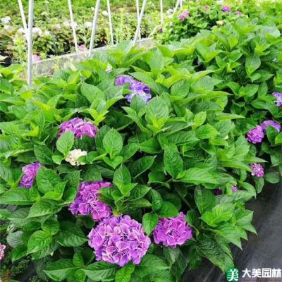 紫阳花