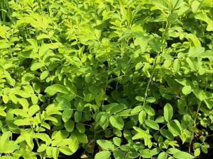 红刺玫 - 红刺玫