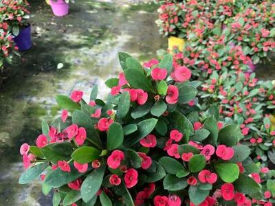 刺梅花
