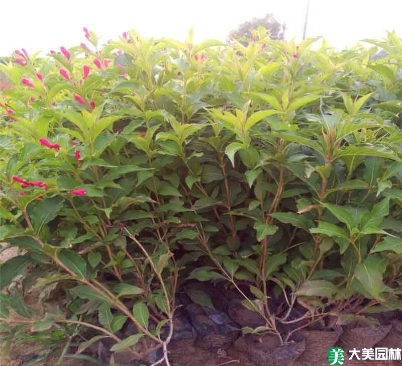 锦带花