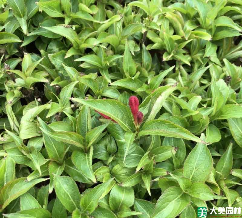 锦带花