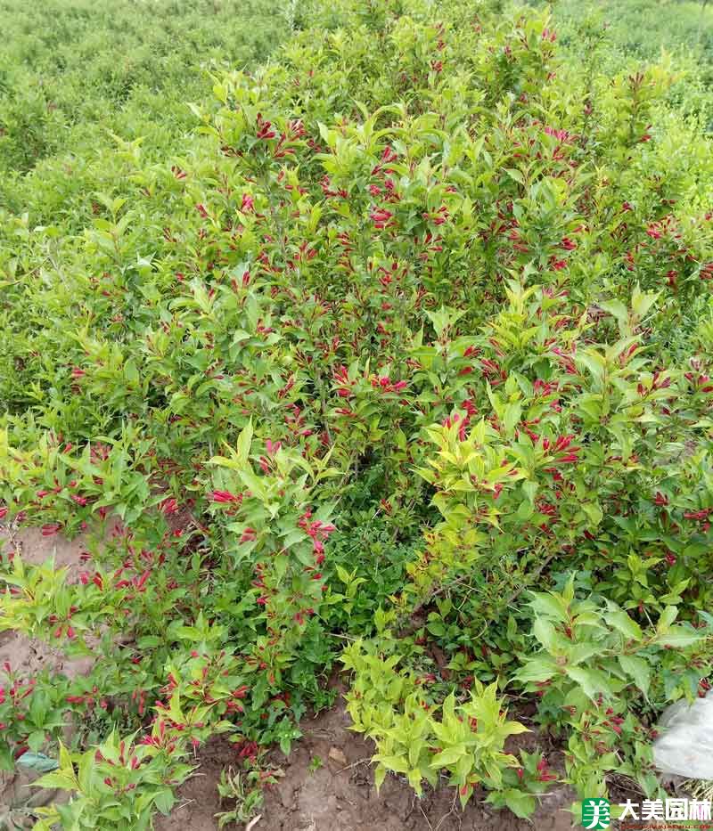 锦带花