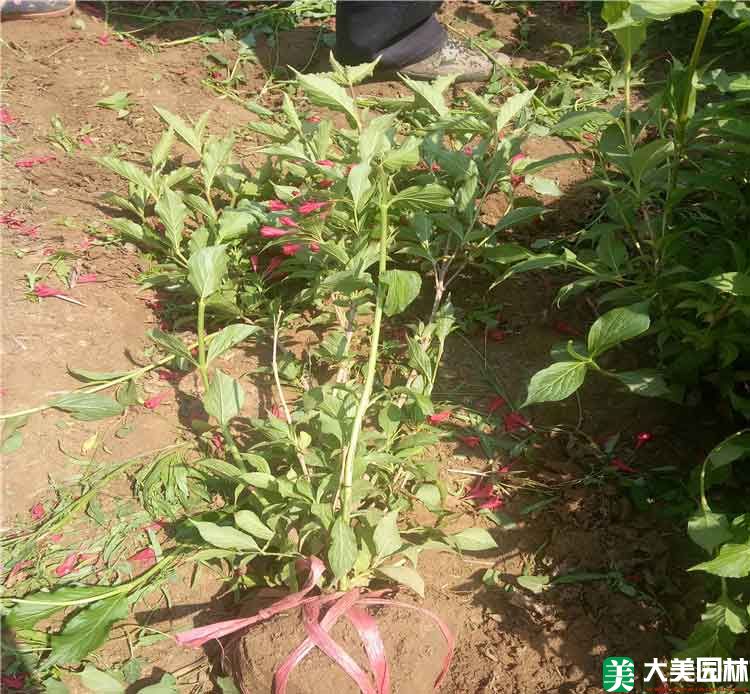 锦带花
