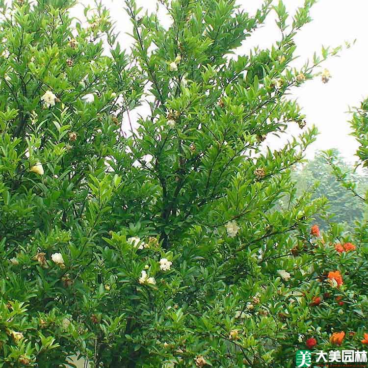 果石榴