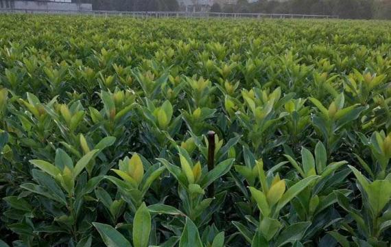 长沙适合种植什么树
