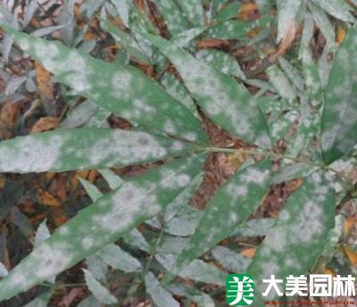 白粉病对十大功劳的危害