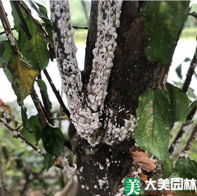 紫薇绒蚧危害