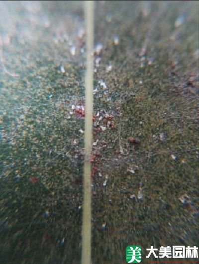 红蜘蛛对香樟叶片的危害