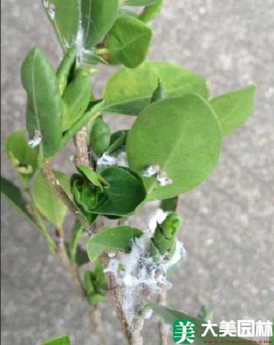 榕木虱对小叶榕的危害 