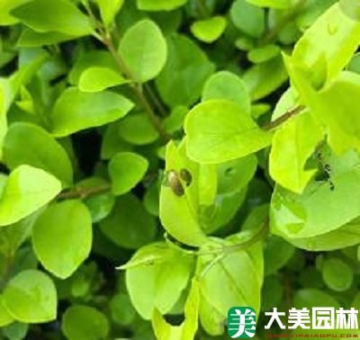 女贞跳甲幼虫危害