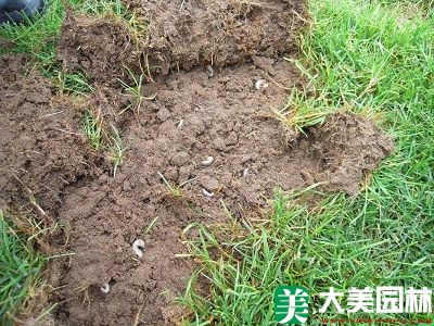 蛴螬