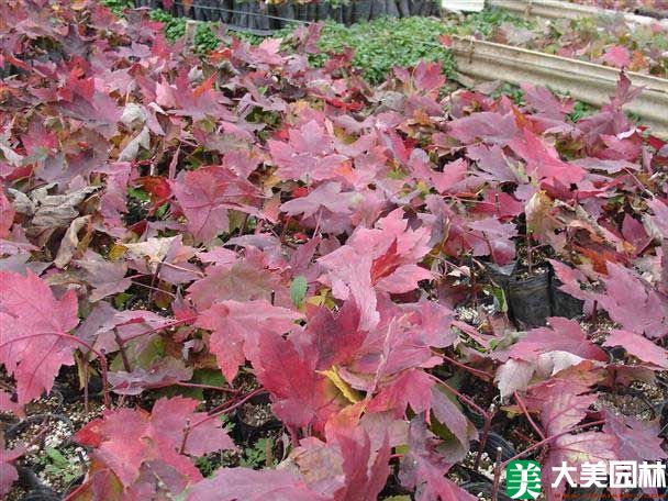 红枫