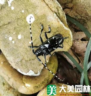 星天牛成虫