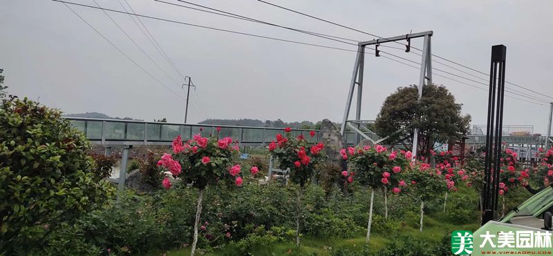 绿化苗木种植