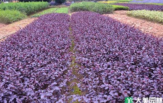 高度60公分的红花继木多少钱一棵