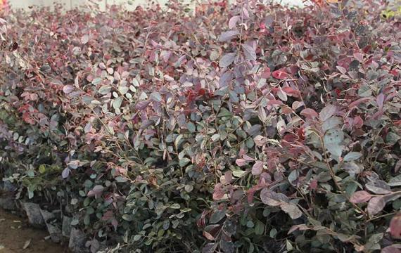 高度25公分的红花继木多少钱一棵