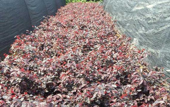 云南可以栽植红花继木吗
