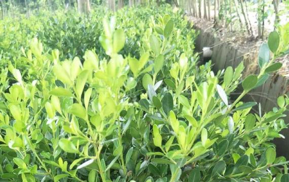 豆瓣黄杨