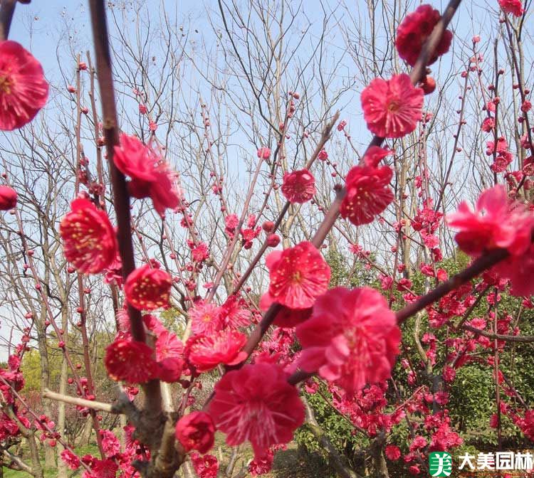 骨里红梅