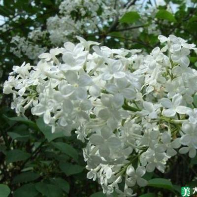 白丁香