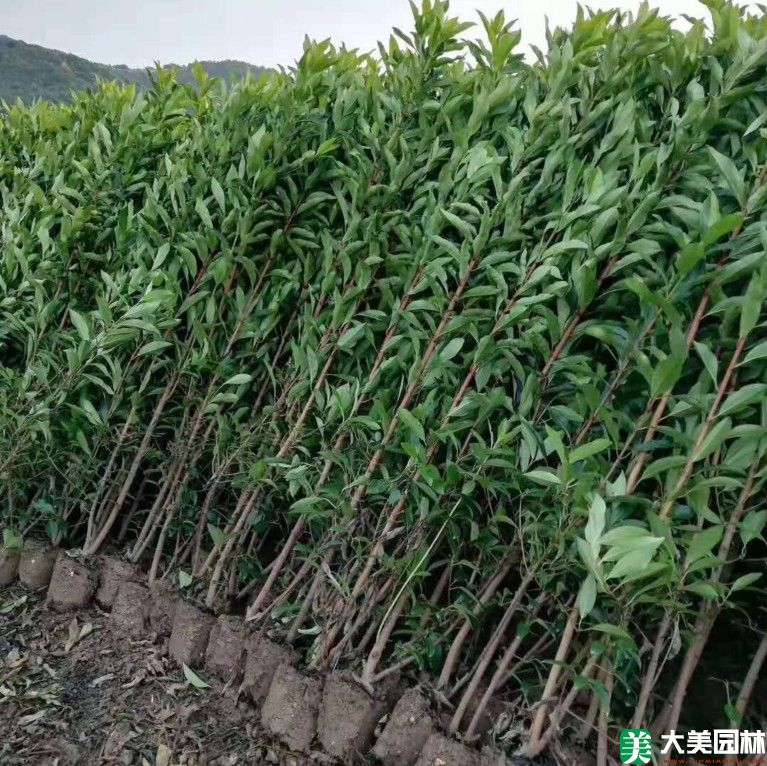 法国冬青
