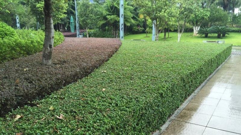 选购绿化树苗的建议，看完能省不少钱！