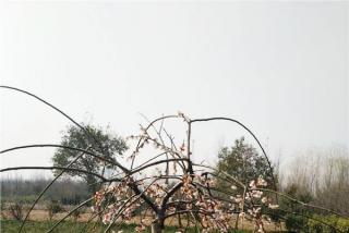 垂枝梅