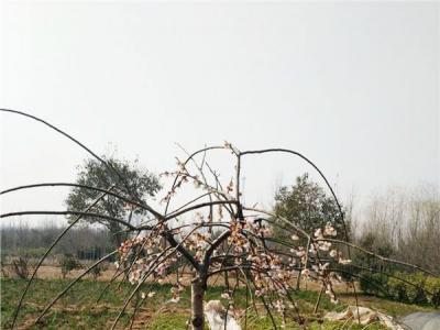 垂枝梅