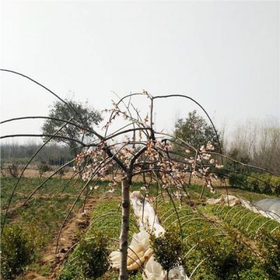 垂枝梅