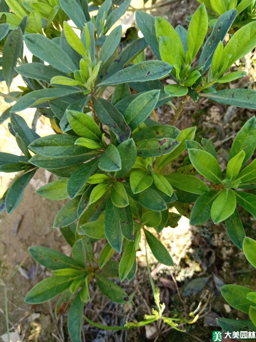 毛叶杜鹃