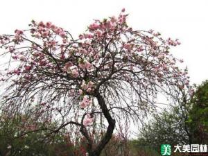 垂枝桃 - 垂枝桃