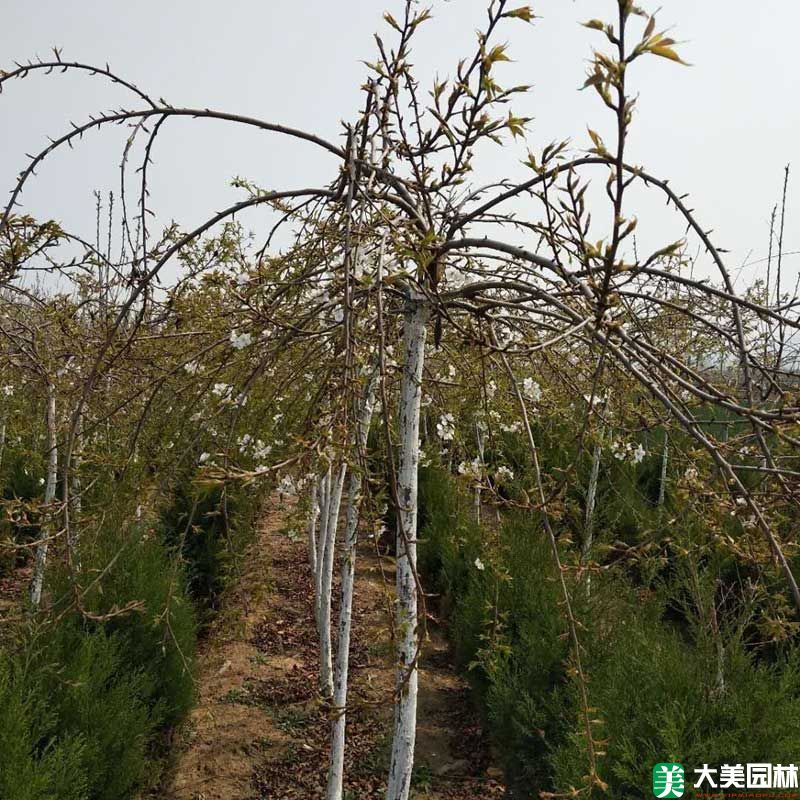 垂枝樱