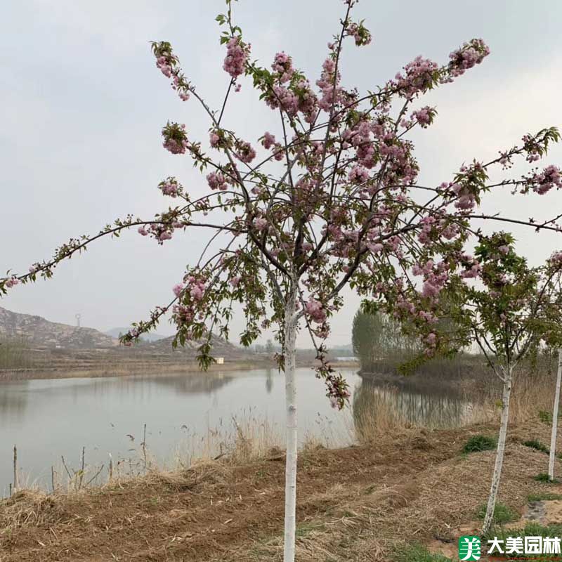 垂枝樱