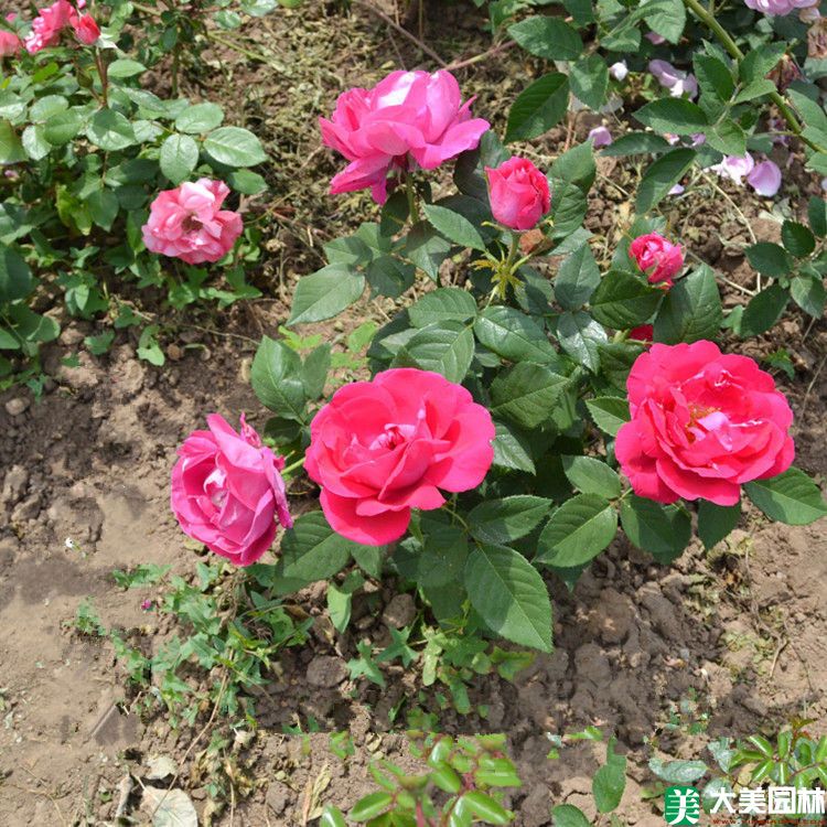 大花月季