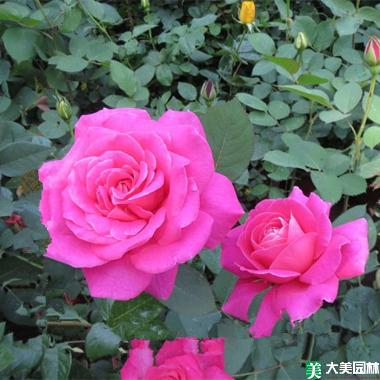 大花月季