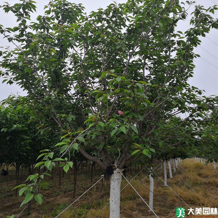 大叶早樱