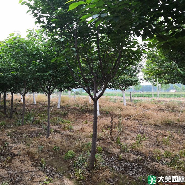 大叶早樱