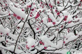 冬季花木防治病虫害技术