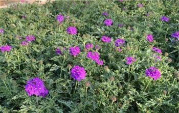 木本花卉苗圃使用除草剂的方法 