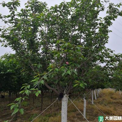 大叶早樱