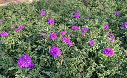 木本花卉苗圃使用除草剂的方法 