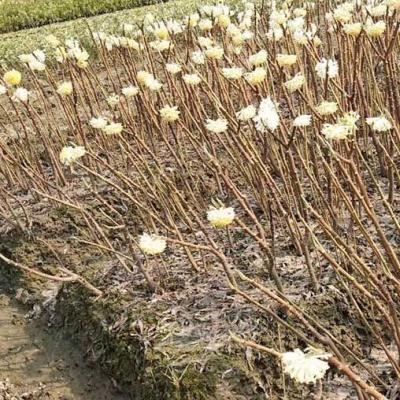 白花树