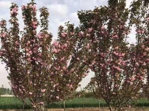 日本樱花 - 日本樱花