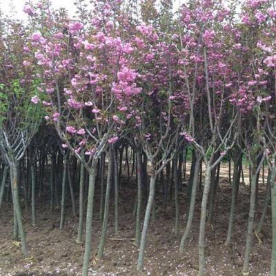 日本樱花